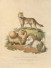 The New South Wales Dog and the Pomeranian - Sydenham Edwards — artwork view