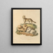 The New South Wales Dog and the Pomeranian - Sydenham Edwards — framed artwork on a wall