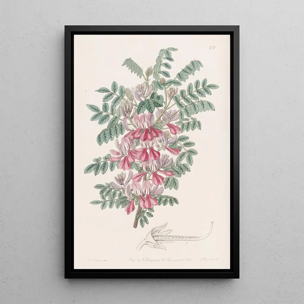 L'indigo dosua - Sydenham Edwards — framed artwork on a wall