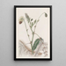 La sensitive aquatique double jaune - Sydenham Edwards — framed artwork on a wall