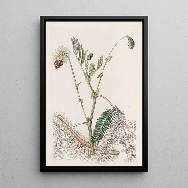 La sensitive aquatique double jaune - Sydenham Edwards — framed artwork on a wall