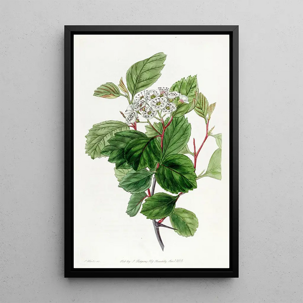 L'épine de Douglas - Sydenham Edwards — framed artwork on a wall