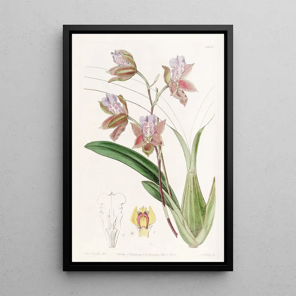 L'oncidium of the Duke of Bedford - Sydenham Edwards — framed artwork on a wall