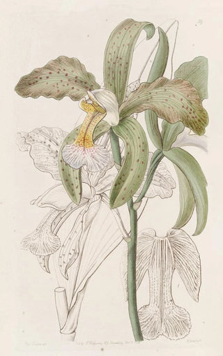 La cattleya à lèvres rugueuses du duc de Bedford - Sydenham Edwards — artwork view
