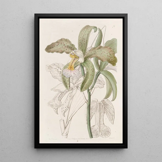 Sydenham Edwards - The Duke of Bedfords Roughlipped Cattleya.webp