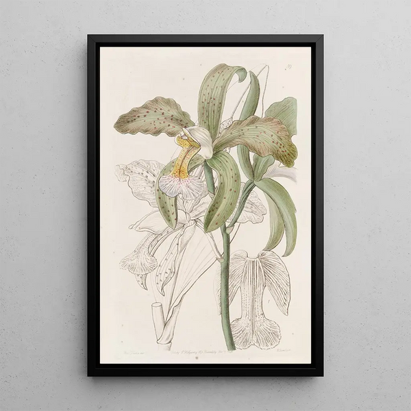La cattleya à lèvres rugueuses du duc de Bedford - Sydenham Edwards — framed artwork on a wall