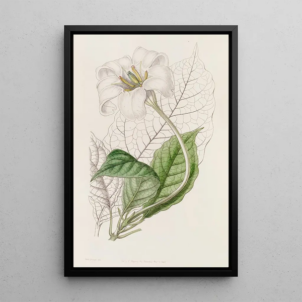 The Gardénia of the Duke of Devonshire - Sydenham Edwards — framed artwork on a wall