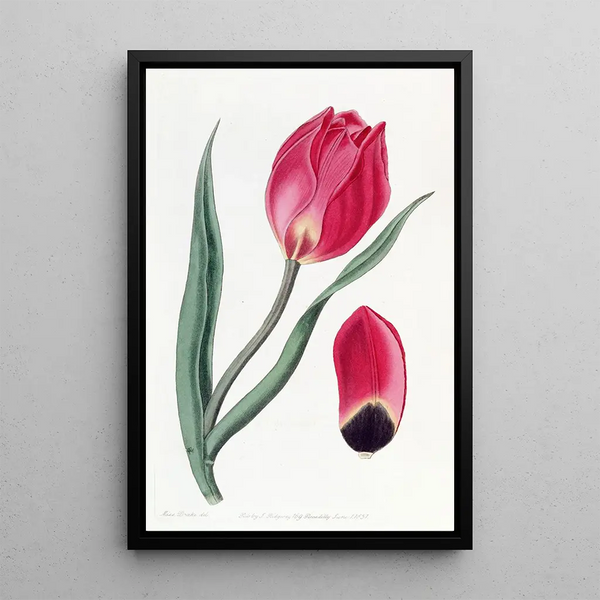 La tulipe œil de soleil précoce - Sydenham Edwards — framed artwork on a wall