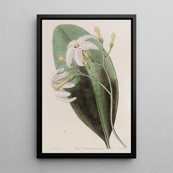 La tabernaemontane fourchue - Sydenham Edwards — framed artwork on a wall
