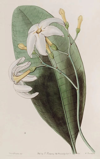 Sydenham Edwards - The Forked Tabernaemontana.webp