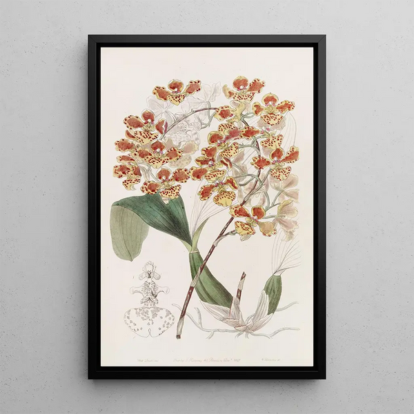 L'oncid frangé - Sydenham Edwards — framed artwork on a wall