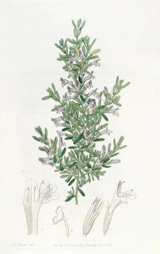La gardoquia de Gillies - Sydenham Edwards — artwork view