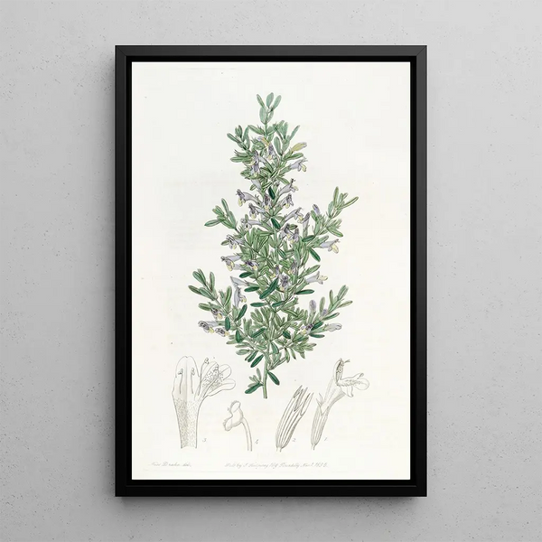 La gardoquia de Gillies - Sydenham Edwards — framed artwork on a wall