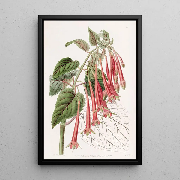 La fuchsia éclatante - Sydenham Edwards — framed artwork on a wall