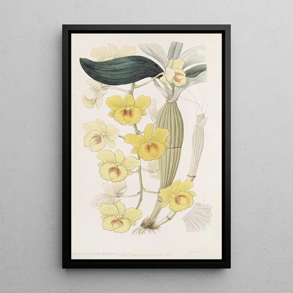 The dendrobe with golden arch - Sydenham Edwards — framed artwork on a wall