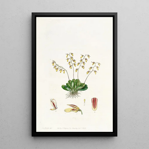 La pleurothallis de Groby - Sydenham Edwards — framed artwork on a wall