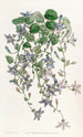 La campanule de Saint Angelo - Sydenham Edwards — artwork view