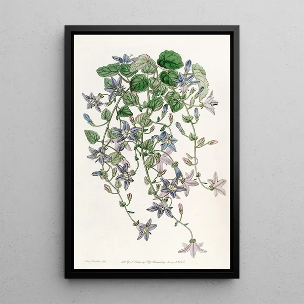 La campanule de Saint Angelo - Sydenham Edwards — framed artwork on a wall