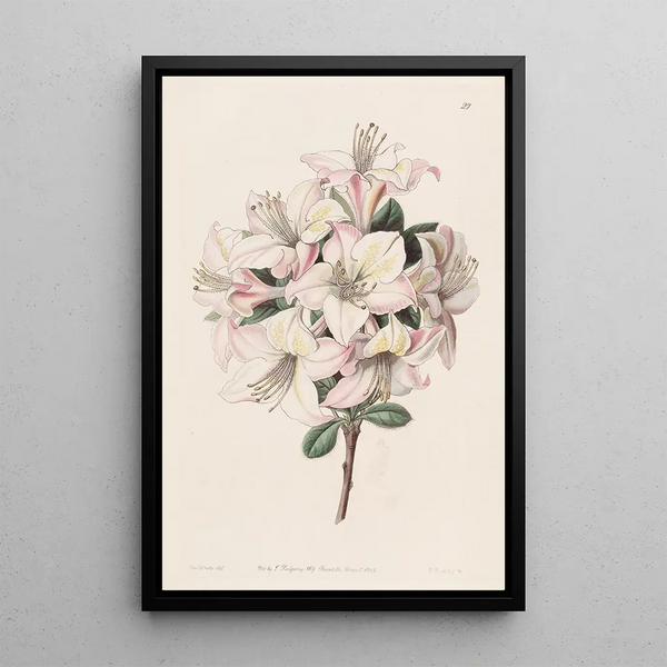 L'Azalée Highclere - Sydenham Edwards — framed artwork on a wall
