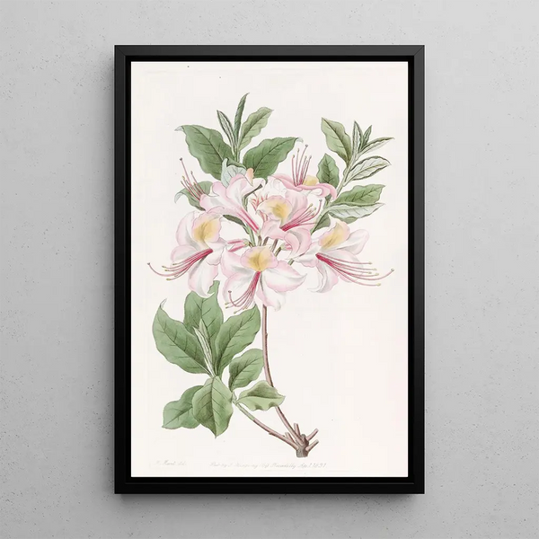 L'Azalée Blush Highclere - Sydenham Edwards — framed artwork on a wall