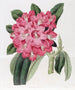 The Rhododendron of Highclere - Sydenham Edwards — artwork view