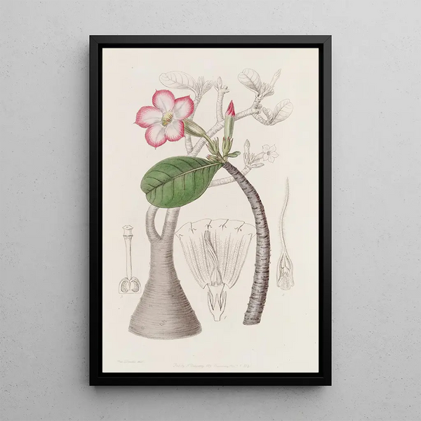 Le Buisson Honghel - Sydenham Edwards — framed artwork on a wall