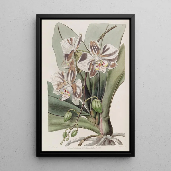 La Plante Papillon Indienne - Sydenham Edwards — framed artwork on a wall