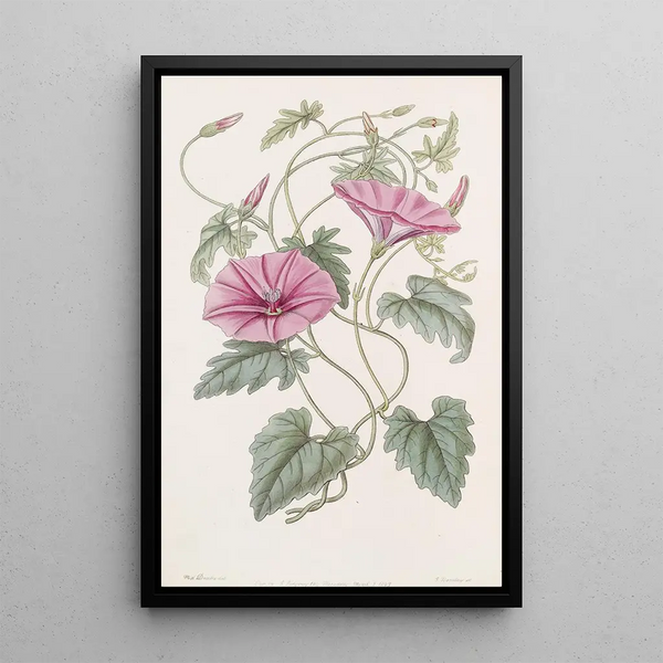 The Italian Honeysuckle - Sydenham Edwards — framed artwork on a wall