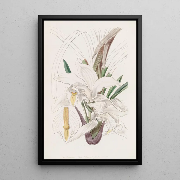 Le Cymbid Ivoire - Sydenham Edwards — framed artwork on a wall