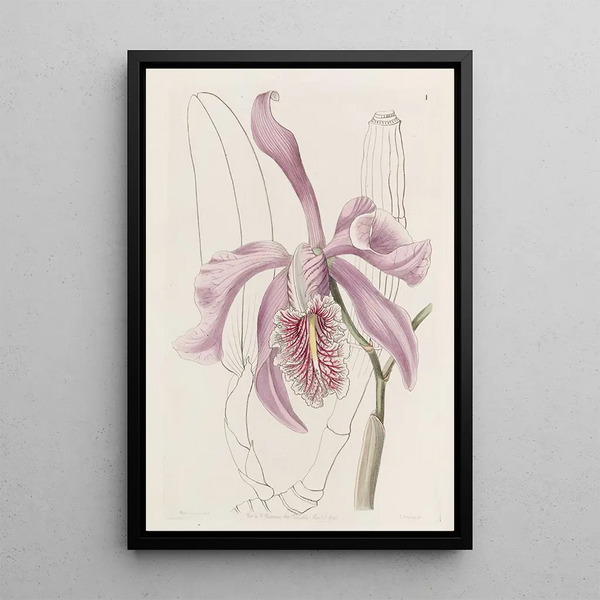 La Grande Cattleya - Sydenham Edwards — framed artwork on a wall