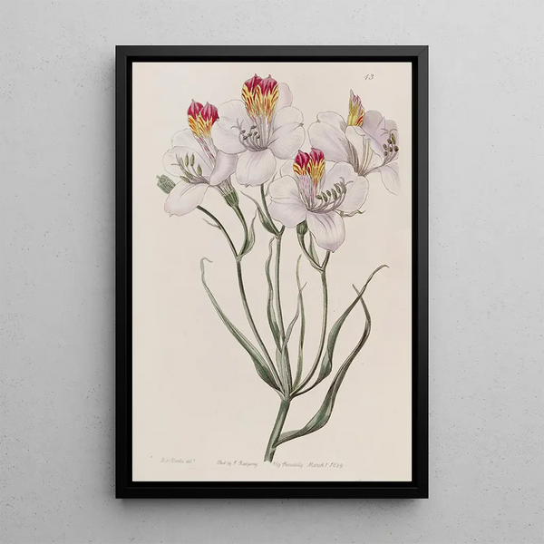 Le Ligtu - Sydenham Edwards — framed artwork on a wall