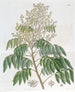 L'Arbre Longane - Sydenham Edwards — artwork view