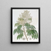L'Arbre Longane - Sydenham Edwards — framed artwork on a wall