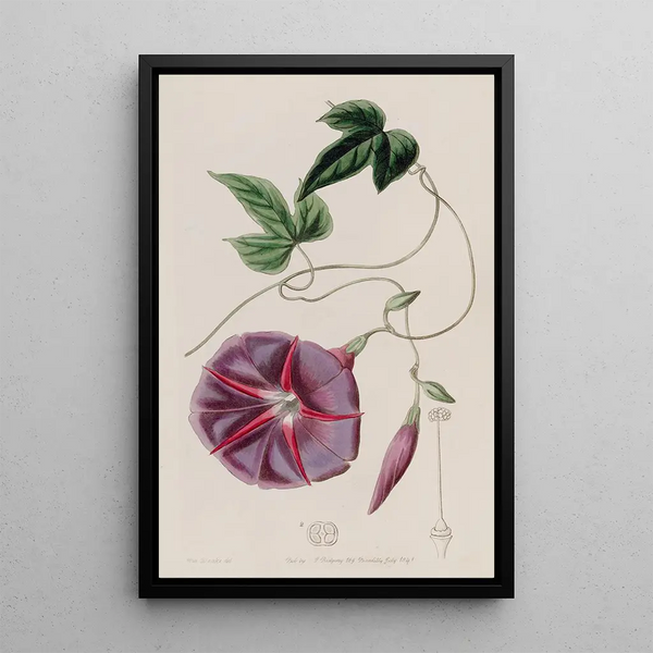 Le Jalap Mâle - Sydenham Edwards — framed artwork on a wall