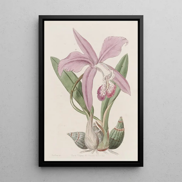La Laelia Mayflower - Sydenham Edwards — framed artwork on a wall
