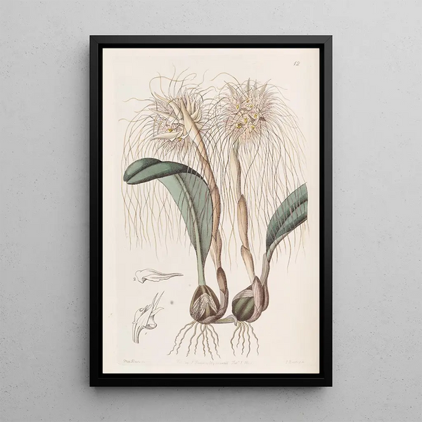 L'Orchis Tête de Méduse - Sydenham Edwards — framed artwork on a wall