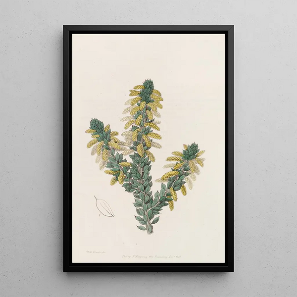 L'Acacia de Deuil - Sydenham Edwards — framed artwork on a wall