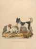 The Newfoundland Dog - Sydenham Edwards — artwork view