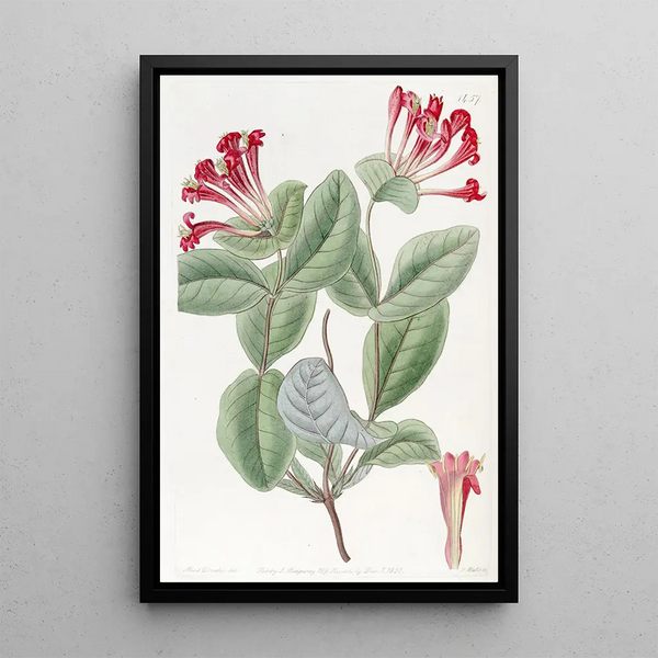 The North-Western Honeysuckle - Sydenham Edwards — framed artwork on a wall