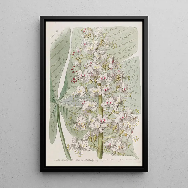 The Ohio Buckeye Tree - Sydenham Edwards — framed artwork on a wall
