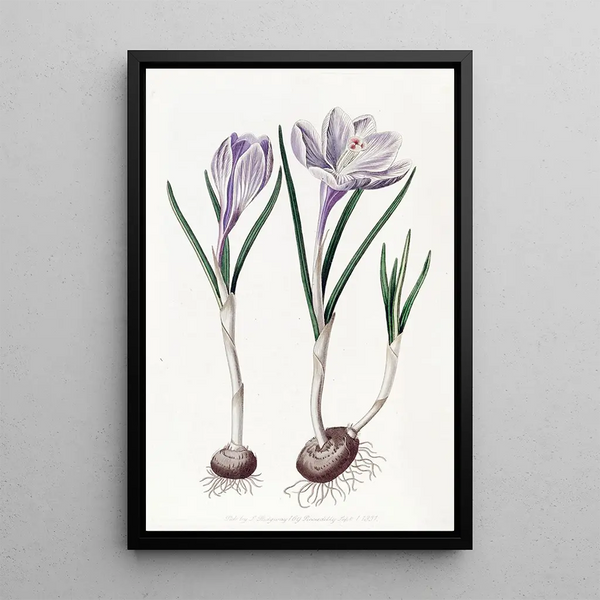 The Vernal Crocus by Sydenham Edwards — framed artwork on a wall