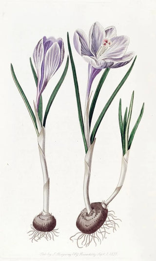 Sydenham Edwards - The Painted Vernal Crocus.webp