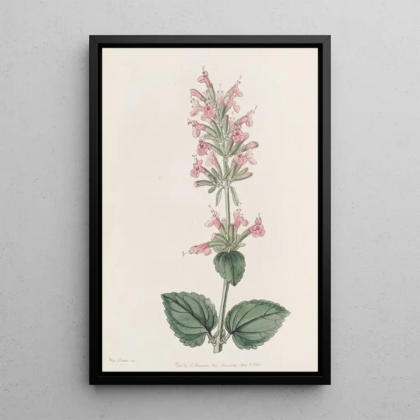 The Pale Cédronel - Sydenham Edwards — framed artwork on a wall