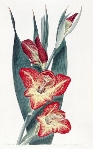 The Gladiolus Parrot - Sydenham Edwards — artwork view