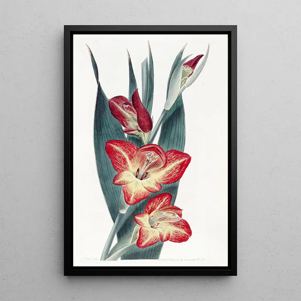 The Gladiolus Parrot - Sydenham Edwards — framed artwork on a wall