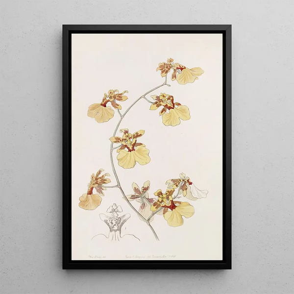 L'Oncid Pelican - Sydenham Edwards — framed artwork on a wall