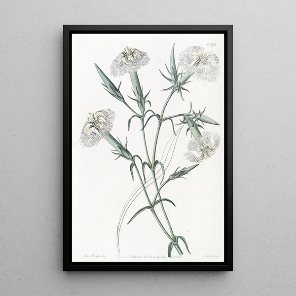 L'Œillet du Liban - Sydenham Edwards — framed artwork on a wall