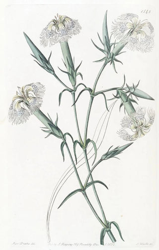 L'Œillet du Liban - Sydenham Edwards — artwork view