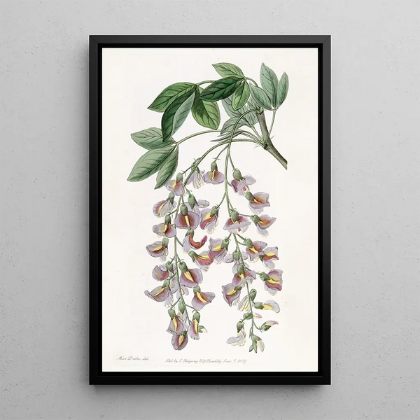 Le Cytise Pourpre - Sydenham Edwards — framed artwork on a wall