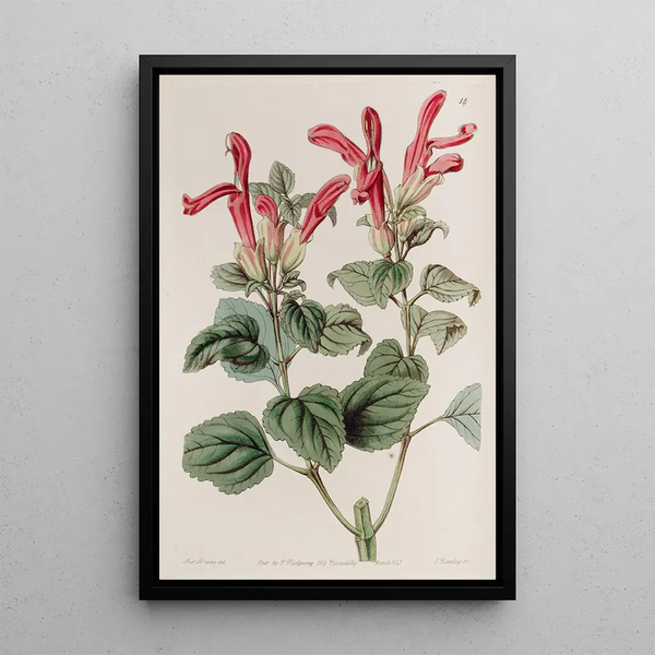 La Sauge Regla - Sydenham Edwards — framed artwork on a wall